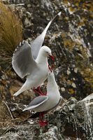 Red-billed gulls