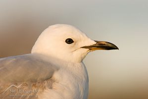 Juvenile red-billed gull