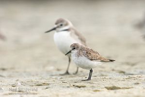 Red-necked stint