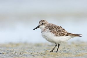 Red-necked stint