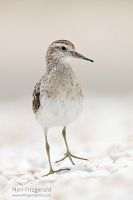 Sharp-tailed sandpiper