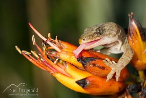 Raukawa gecko on flax flowers