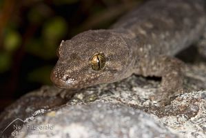 Common gecko