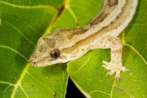 Pacific gecko