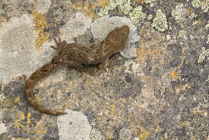 Southern Alps gecko