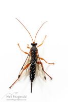 Cream-spotted ichneumon