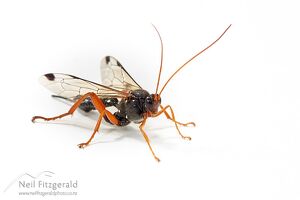 Cream-spotted ichneumon