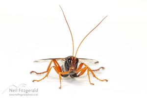 Cream-spotted ichneumon