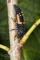 Harlequin ladybird