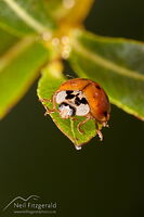 Harlequin ladybird