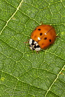 Harlequin ladybird