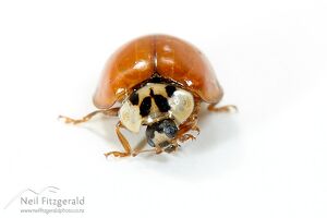 Harlequin ladybird