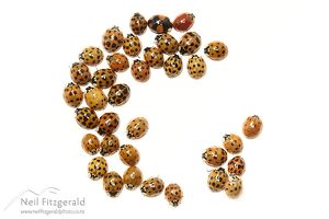 Harlequin ladybird