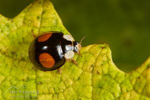 Harlequin ladybird