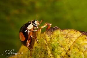 Harlequin ladybird