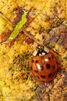 Harlequin ladybird