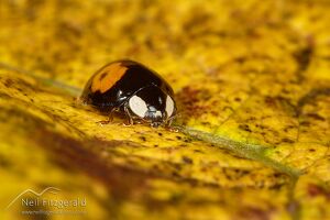 Harlequin ladybird