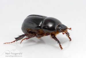 African black beetle