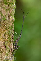 New Zealand giraffe weevil