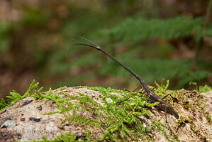 New Zealand giraffe weevil