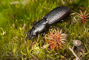 Ground beetle