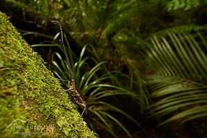 Male New Zealand giraffe weevil