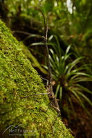 Male New Zealand giraffe weevil