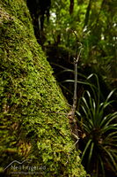 Male New Zealand giraffe weevil