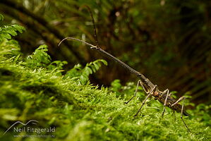 Male New Zealand giraffe weevil