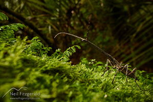 Male New Zealand giraffe weevil