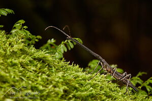 Male New Zealand giraffe weevil