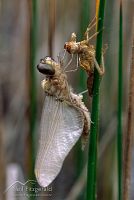 Dragonfly and molt