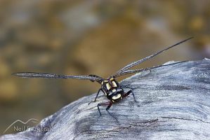 Bush giant dragonfly 