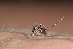 Striped mosquito