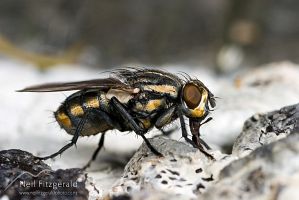 Striped dung fly