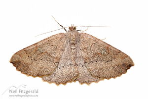 Kawakawa looper moth