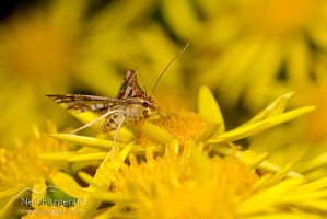 Arrowhead moth