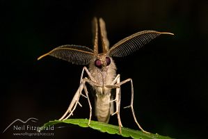 Kawakawa moth