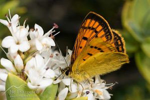 Coastal copper butterfly