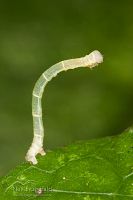 Looper caterpillar