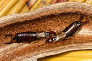 European earwig 