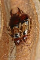 European earwig 