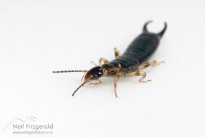 European earwig 