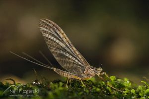 Mayfly 