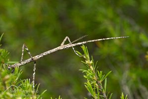 Stick insect