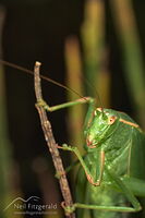 Common garden katydid