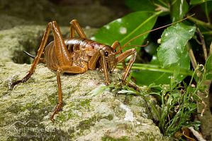 Poor Knights giant weta