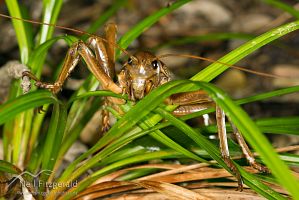 Poor Knights giant weta