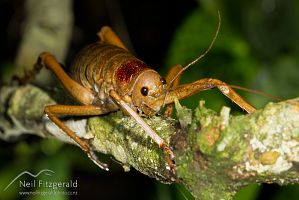 Wetapunga on a branch