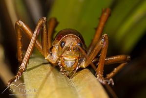 Little Barrier giant weta